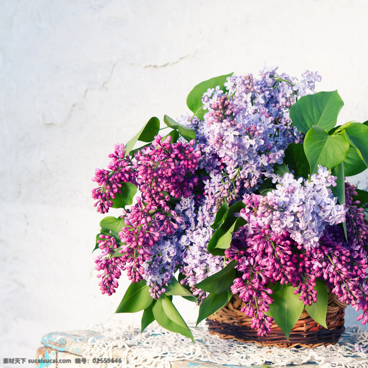紫色 花卉 盆景 花卉背景 紫色鲜花 含苞待放 绽放 盛开 植物 花卉素材 花草树木 生物世界