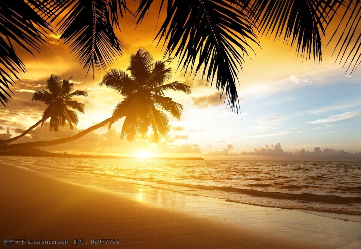 日出 日落 海岸 热带 棕榈科 海滩 天空 阳光 太阳 棕榈树 海洋 沙滩 自然景观 自然风景