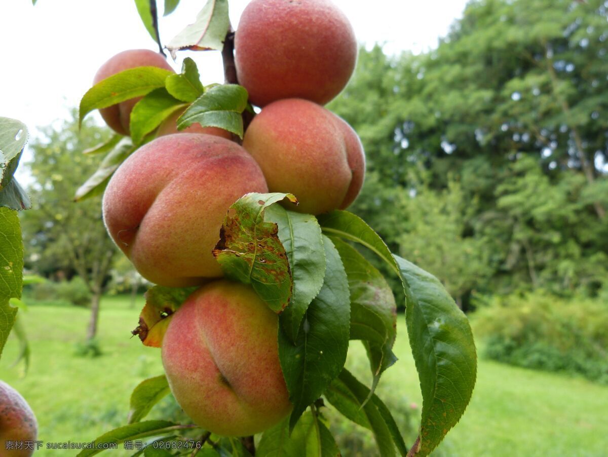 树枝 上 成熟 水蜜桃 蜜桃 桃子 有机蔬果 有机水果 绿色水果 果园 生态农业 种植业 生物世界 水果