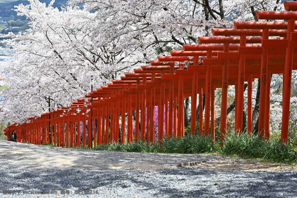 櫻花樹 牌坊 神社 櫻桃樹 賞櫻花 開花 唯美圖片 唯美壁紙 壁紙圖片 桌面壁紙 壁紙 背景素材 手機(jī)壁紙 創(chuàng)意 生物世界 樹木樹葉