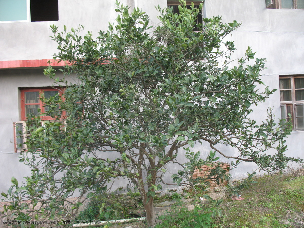 桔子樹 蜜桔樹 橘子樹 果樹 樹 種植 植物 農(nóng)作物 水果 田園風光 自然景觀 白色
