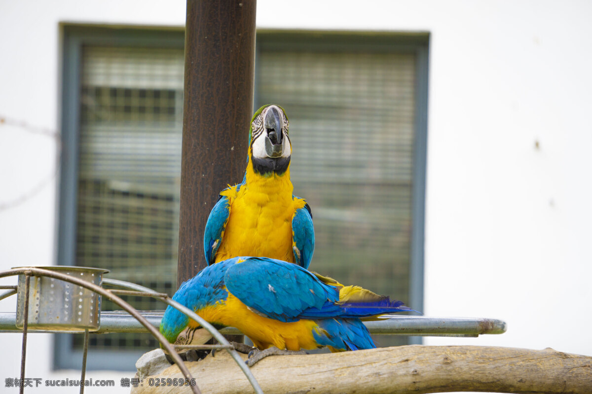 蓝 喉 金刚 鹦鹉 整体 蓝喉金刚鹦鹉 漂亮 蓝色 黄色 动物 鸟 千库原创 照片