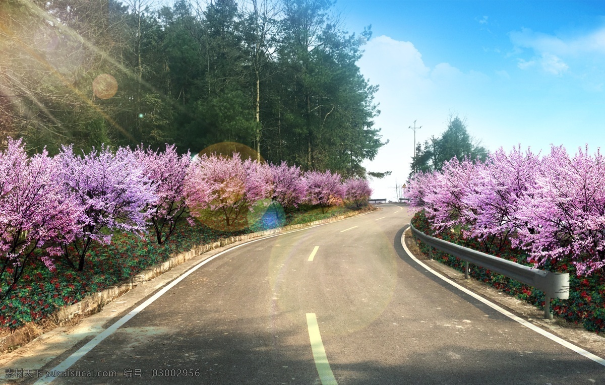 鄉(xiāng)村 道路 改造 鄉(xiāng)村道路改造 櫻花 地被 邊坡 提檔升級 鄉(xiāng)村旅游 環(huán)境設(shè)計(jì) 景觀設(shè)計(jì)