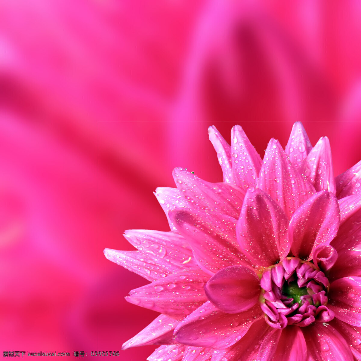 红色 鲜花 上 露珠 娇艳的花朵 水珠 露水 美丽鲜花 漂亮花朵 花卉 花草树木 生物世界
