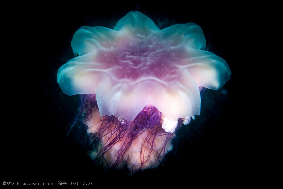 海蜇 水母 浮游生物 海洋生物 水生動物 動物 水產(chǎn)