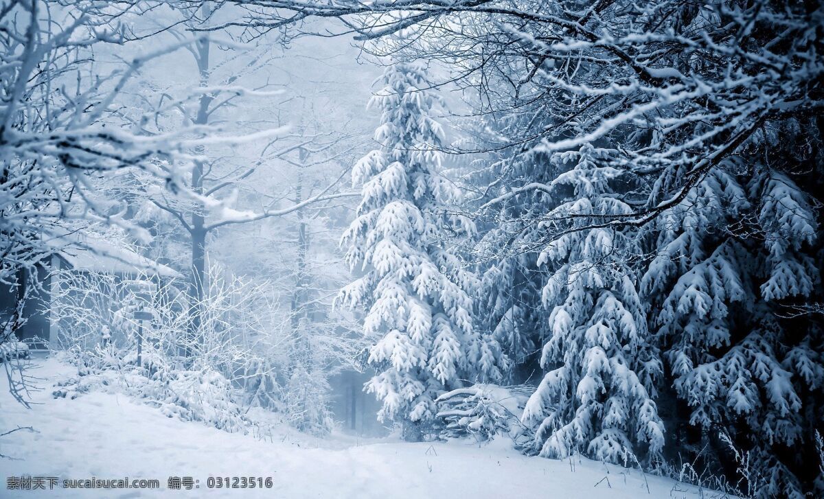 冬日雪景图片 冬季 雪景 树挂 白雪 树林 自然风光 自然景观 自然风景
