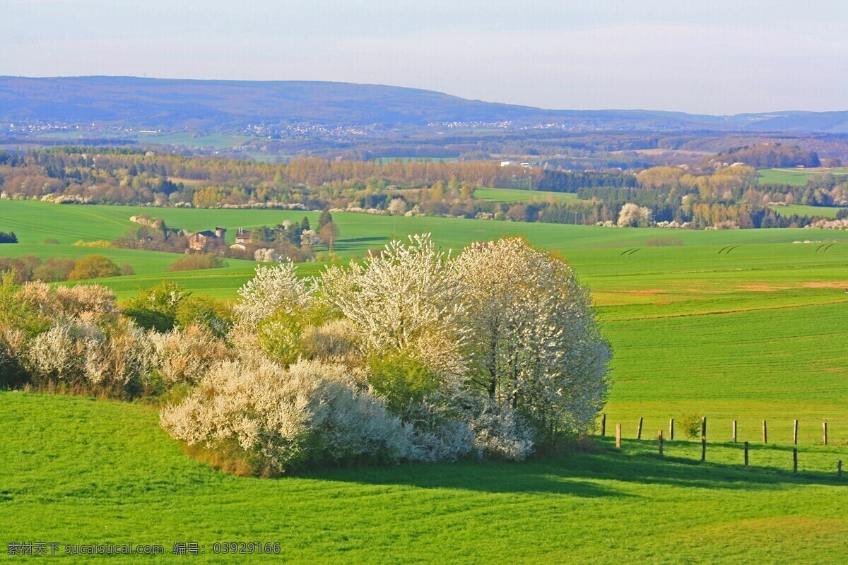 春季 自然景观 花朵 白色 春天 自然风景
