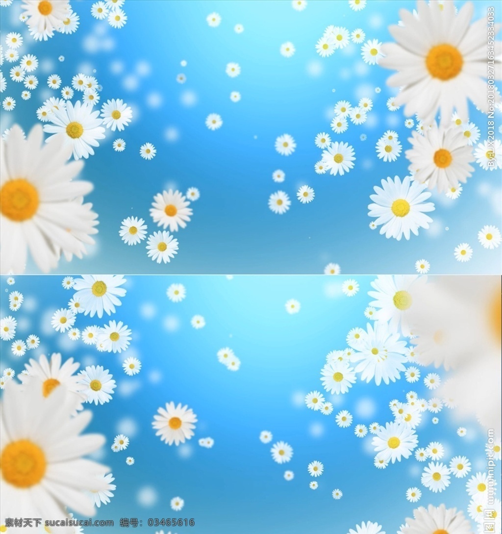 小雏 菊花 循环 背景 高清 视频 雏菊 小菊花循环 菊花背景视频 水墨 视频素材 背景视频 视频宣传片 多媒体 影视编辑 模板 影视 mov