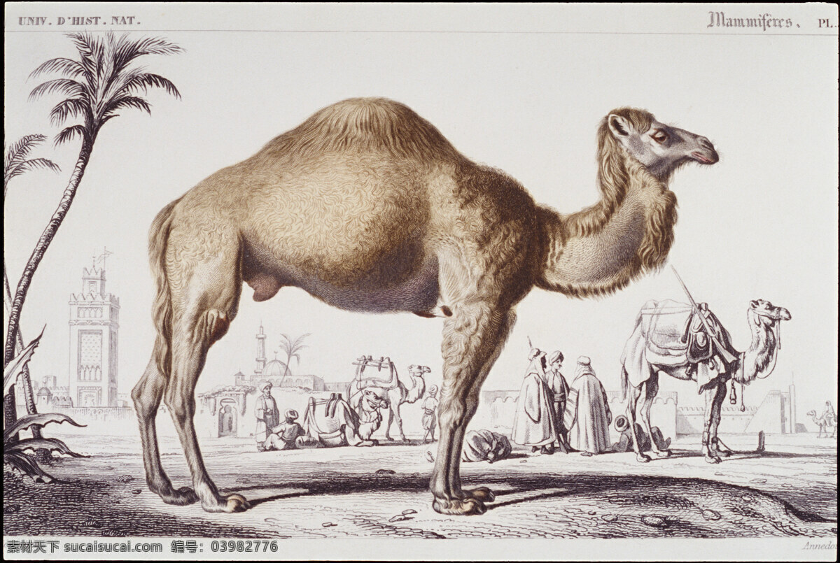 冬季 里 骆驼 绘画 文化艺术