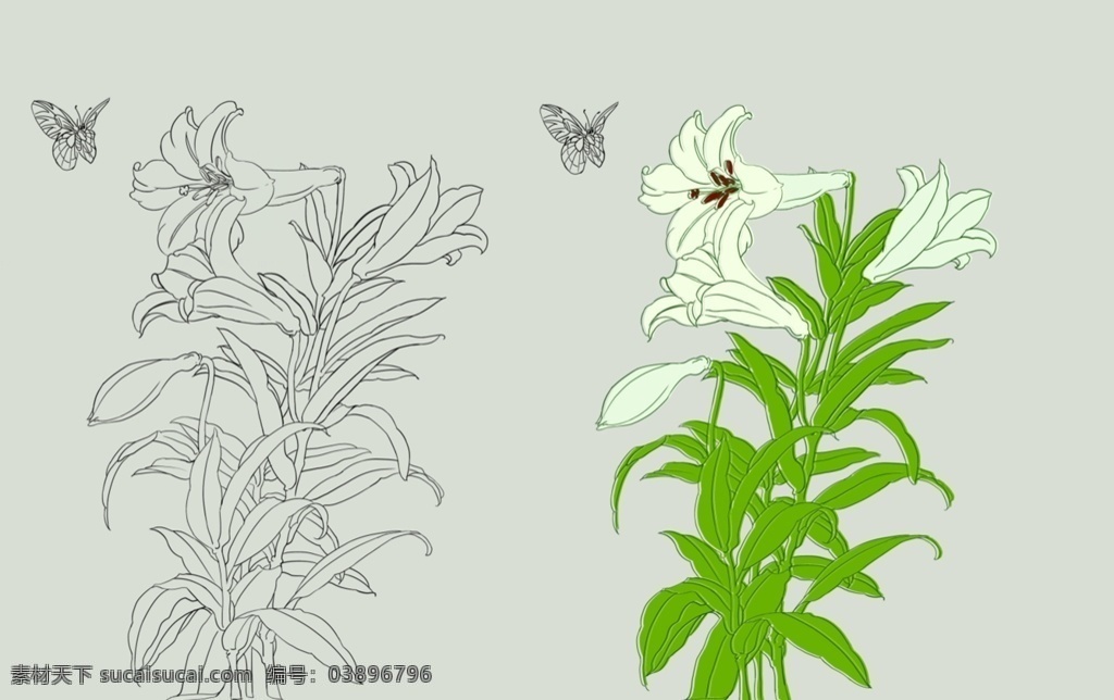 百合花图片 百合花 白描 线稿 花卉 花 植物 绿植 插画 动漫动画