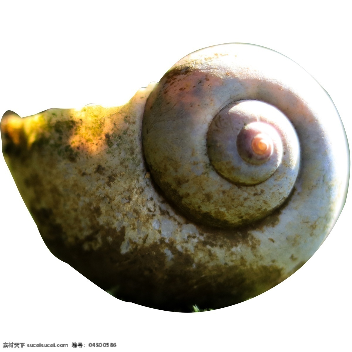 动物 蜗牛 壳子