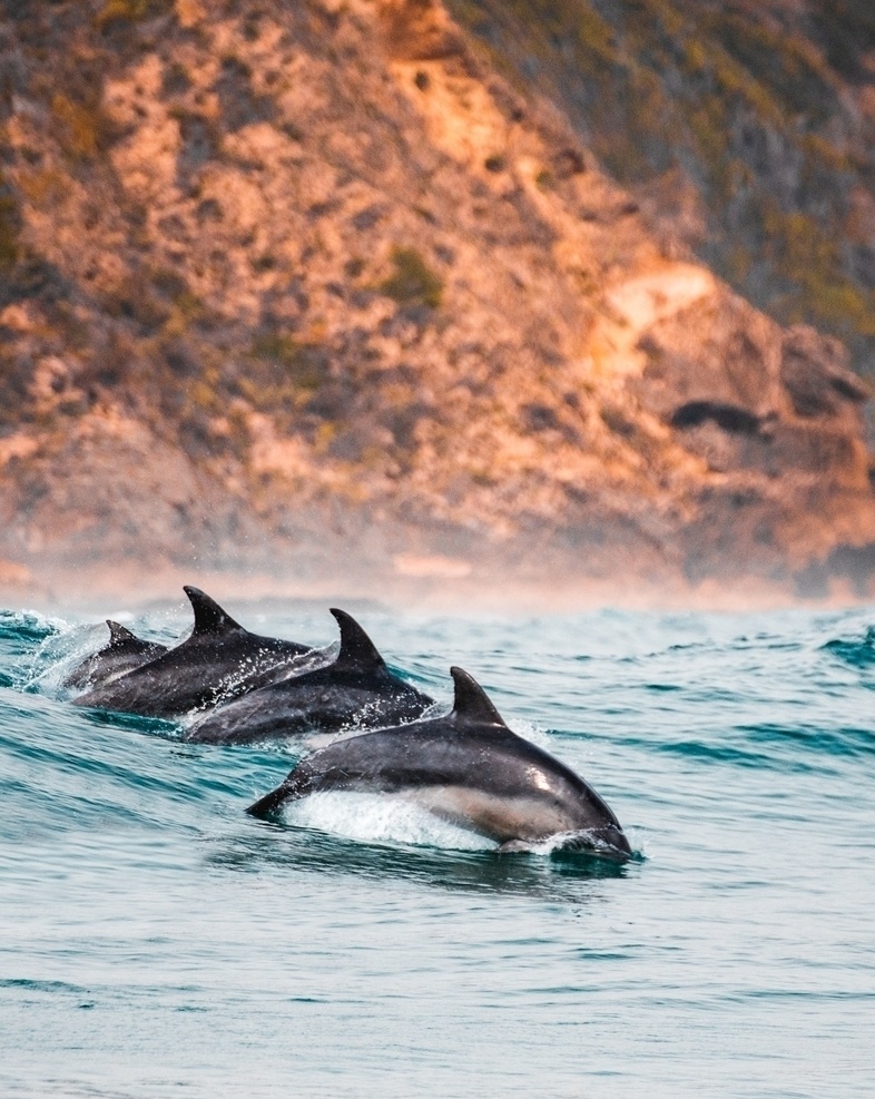 海豚 克尼斯 纳 冲浪 克尼斯纳 大海 高清超清 壁纸 生物世界 海洋生物