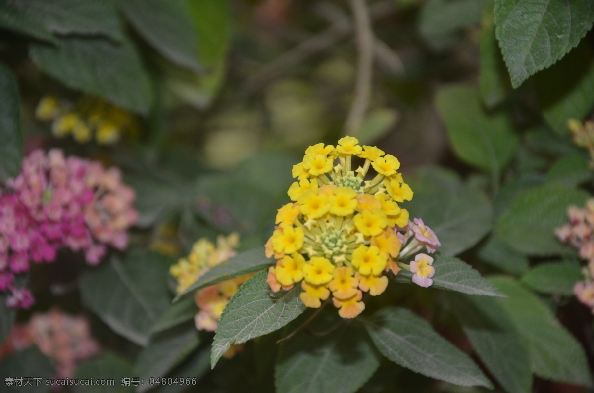 花卉 五色梅 馬櫻丹 臭草 頭狀花序 花冠高腳碟狀 黃色 花卉系列 生物世界 花草