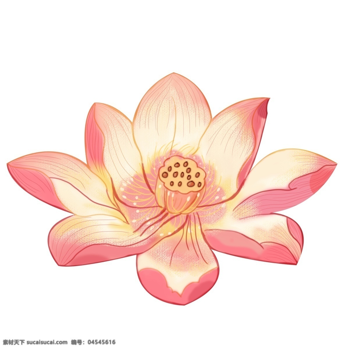 精美 荷花 插画 图案 植物 粉色 花朵 卡通 彩色 小清新 创意 手绘 元素 现代 简约 装饰