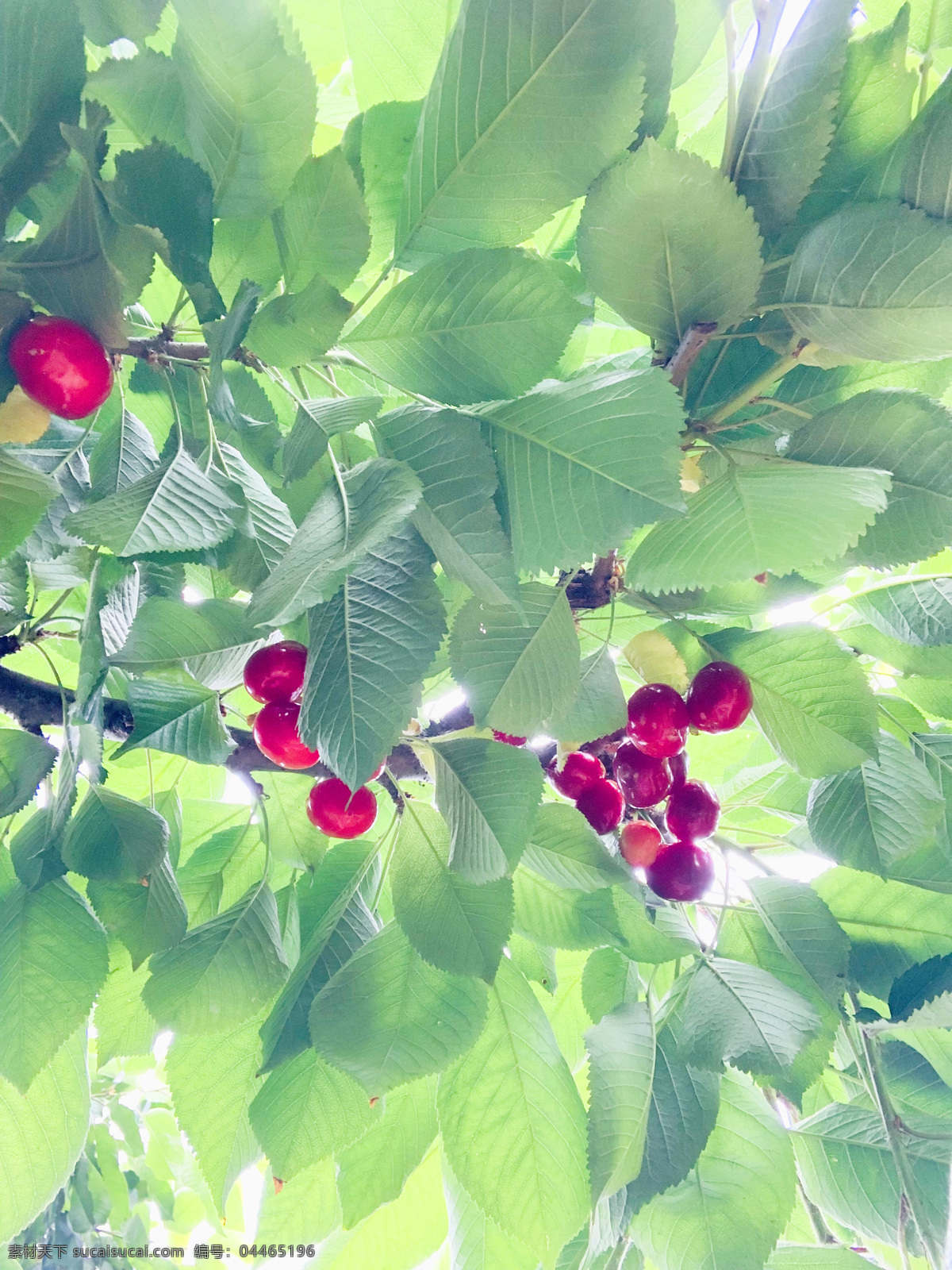 大樱桃 仰拍 绿叶 甜美 自然 生物世界 水果