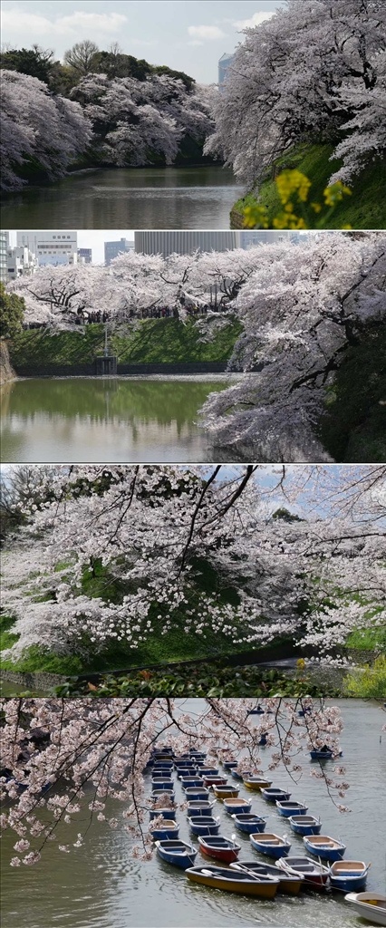 高清 实拍 ?；?视频 高清素材 樱花绽放 观花 唯美 背景视频 春天盛开 ?；ㄊ?花朵春暖 花开美景 清新花朵 鸟语花香 led大屏幕 动态视频 河流小船 视频宣传片 多媒体 影视编辑 模板 影视 mov
