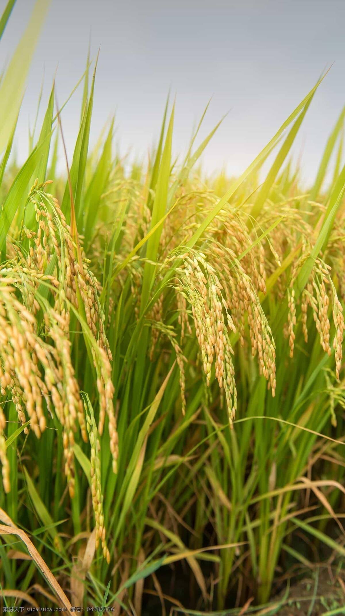 水稻圖片 水稻 糧食 稻田 植物 豐收 食物