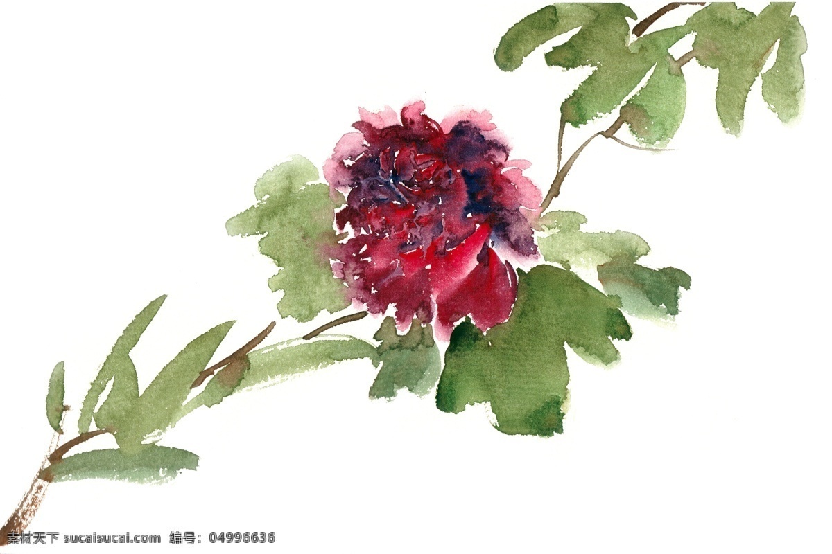 紫紅色 花卉 水彩畫 免 摳 水彩 透明 手繪 花朵 一枝花 花開 盛開 鮮艷 搖曳 美麗 寫意 免摳 亮麗 清幽 意境 繪畫 逼真 寫實 簡約