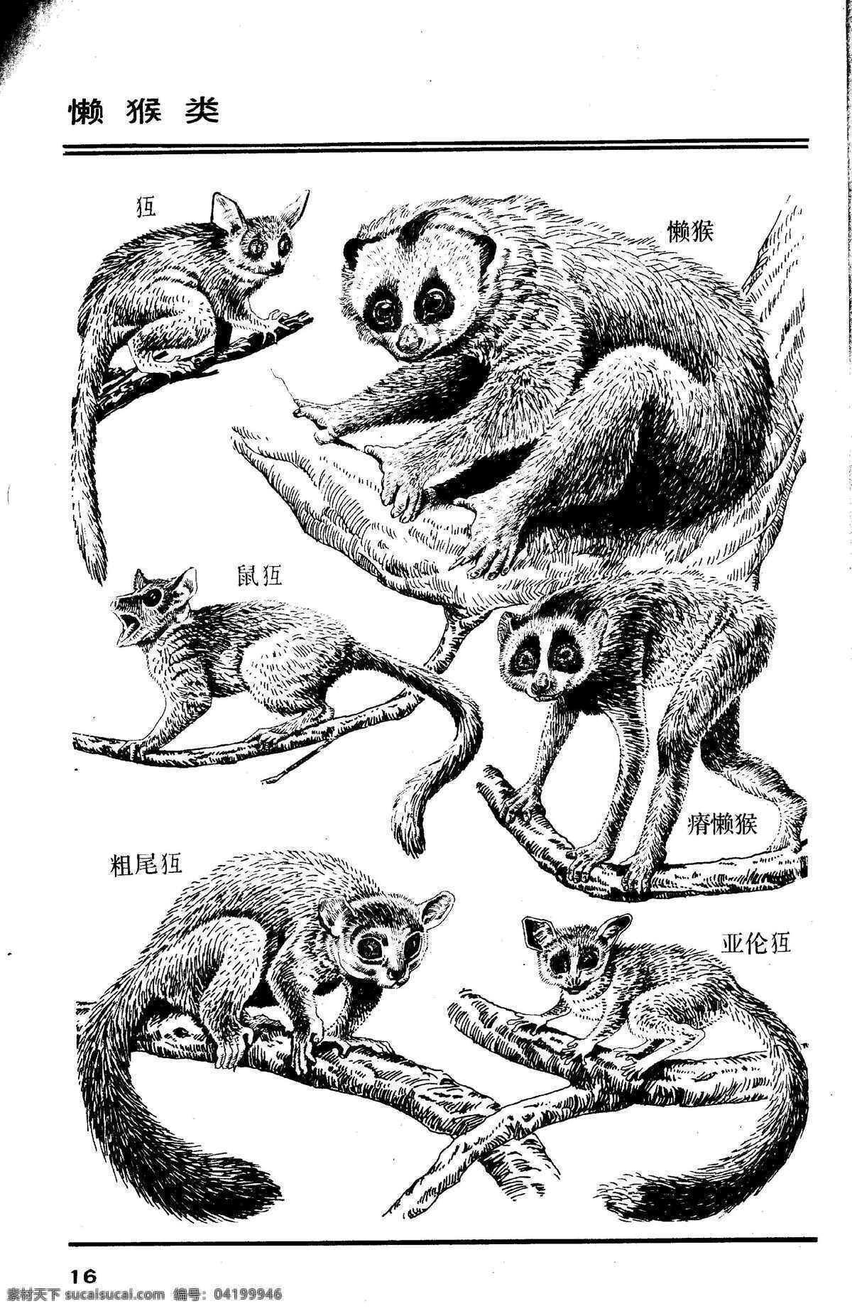 百獸圖16 懶猴類 百獸 獸 家禽 猛獸 動物 白描 線描 繪畫 美術(shù) 禽獸 野生動物 畫獸譜 畫獸圖 懶猴 猴 生物世界 設(shè)計圖庫