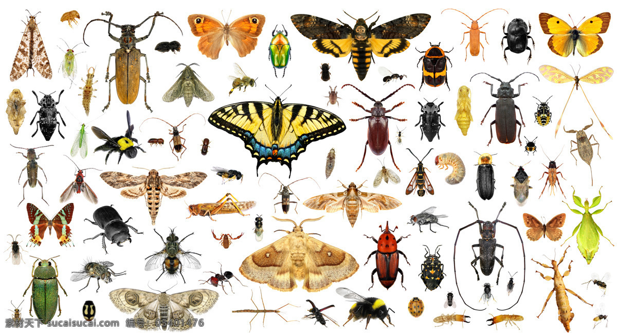 各种 昆虫 动物 大黄蜂 飞蛾 锹甲 甲壳虫 豆娘 蚊子 蚂蚁 蜂蜜 动物摄影 动物世界 动物昆虫 昆虫世界 生物世界