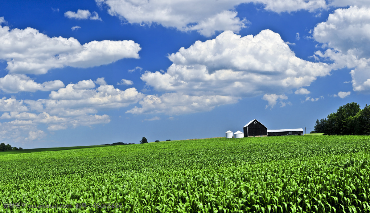 农场 风光 高清 风景 高清图片 天空 庄稼 绿色系列 帝国时代