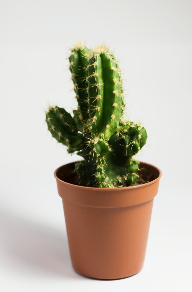 仙人掌图片 仙人掌 仙人球 霸王树 仙巴掌 仙人指 带刺 毛球 多肉植物 植物 生物世界 花草