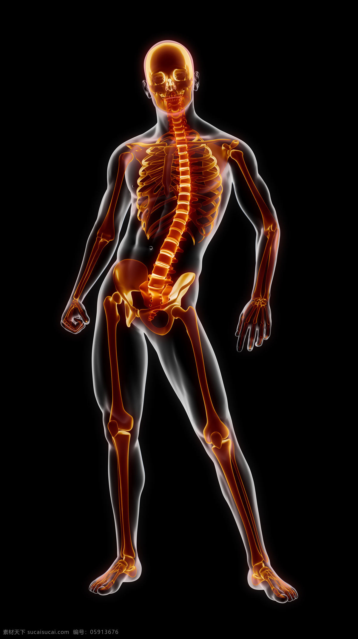 男性 人体 骨架 骨骼 男性骨架 脊椎 脊髓 男性人体器官 医疗科学 医学 人体器官图 人物图片