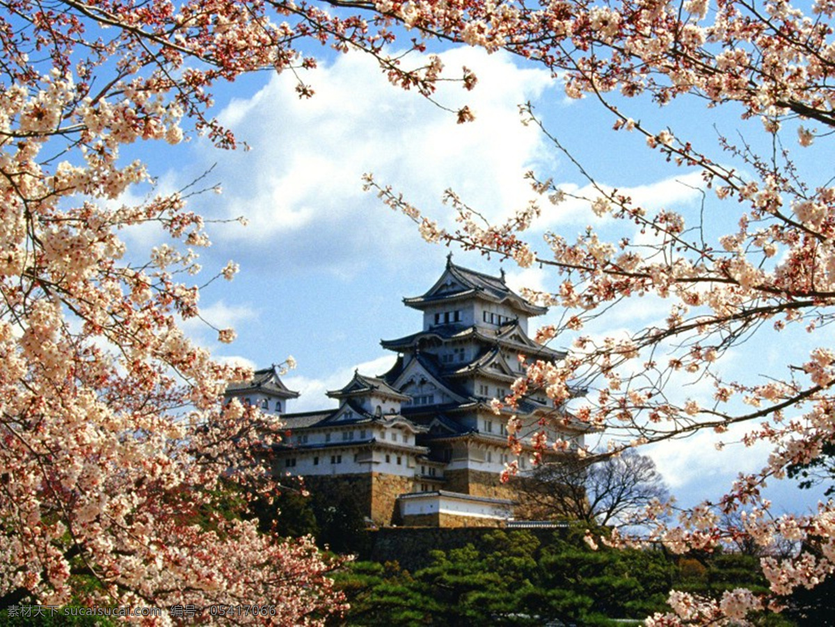 精选 特色 日本 樱花 风景 壁纸 花卉 生物世界 花草