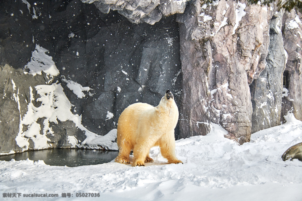 北极熊图片 日本 北海道 雪山 水面 湖面 海面 海 海岸 山 电车 下雪 雪景 猴子温泉 温泉 北极熊 旅游摄影 国外旅游