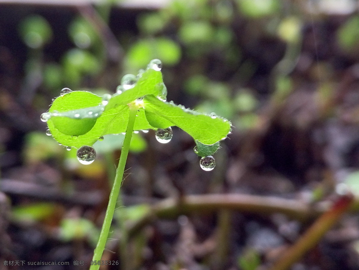 雨滴 下 美好 生命 花草 綠色 春天 自然景觀 自然風(fēng)景