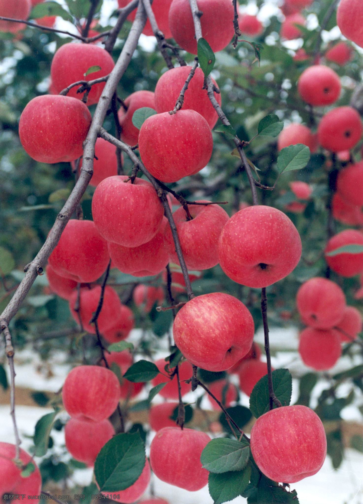 硕果累累 红苹果 果实 收获 自然景观 自然风景 草木有情 摄影图库