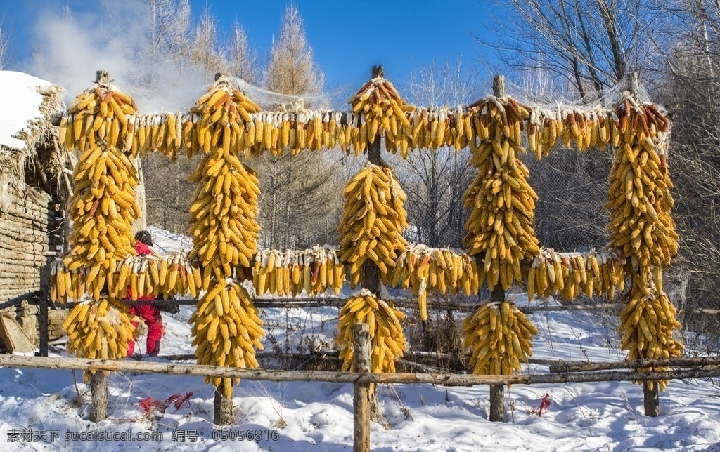 亚布力 滑雪 旅游 度假区 旅游度假区 蓝天 雪 玉米 树 旅游摄影 国内旅游