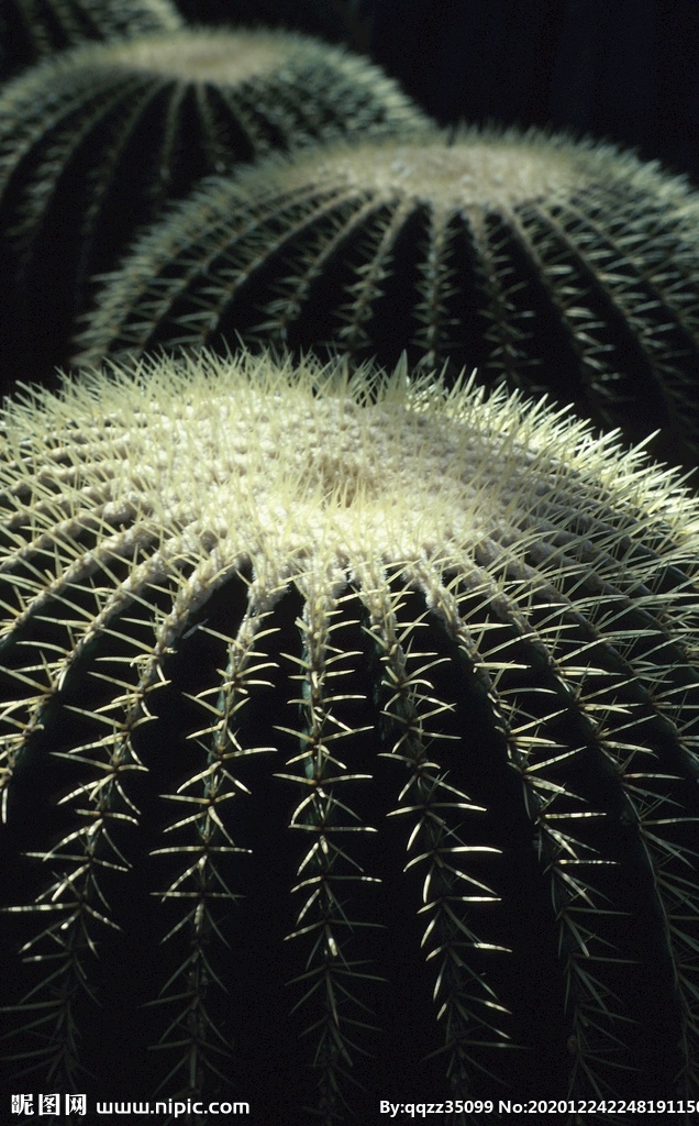 仙人掌图片 沙漠 绿植 仙人球 刺 植物 自然景观 自然风景