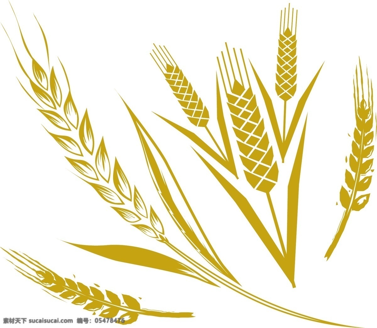 金色小麦 小麦 黄色 麦穗 矢量素材 设计素材