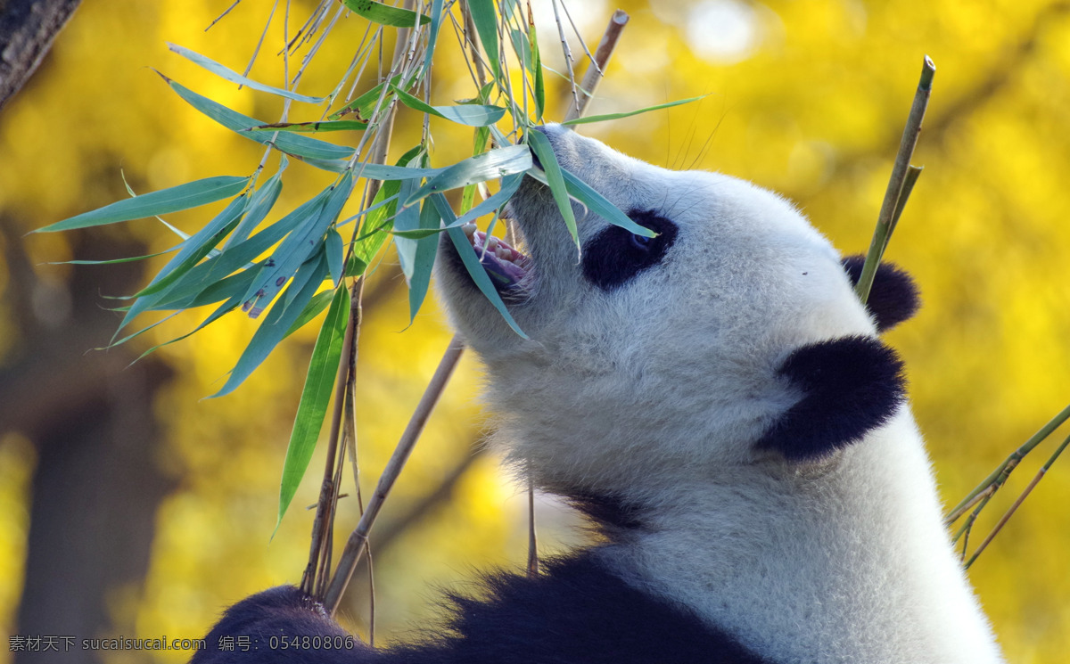 大熊猫国宝 国宝大熊猫 国宝 大熊猫 熊猫 保护动物 生物世界 野生动物