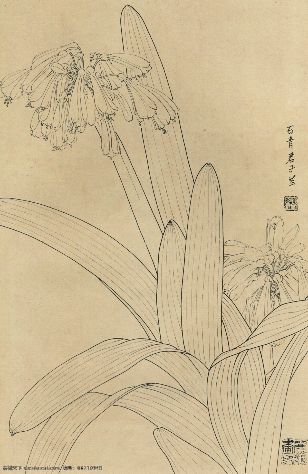 植物 花草 工筆畫(huà) 線(xiàn) 稿 圖 中國(guó)風(fēng)繪畫(huà) 工筆畫(huà)線(xiàn)條 線(xiàn)稿圖 繪畫(huà)線(xiàn)稿 植物花草 花卉線(xiàn)稿 臨摹線(xiàn)條 中式繪畫(huà) 復(fù)古背景 自然植物 文化藝術(shù) 繪畫(huà)書(shū)法