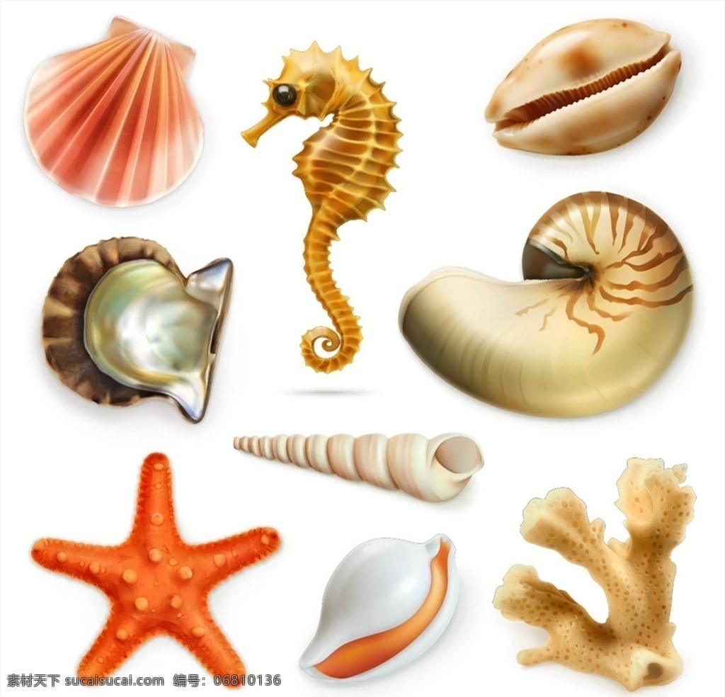 海洋生物 矢量 海马 夏季主题 海螺 贝壳 扇贝 高清图片