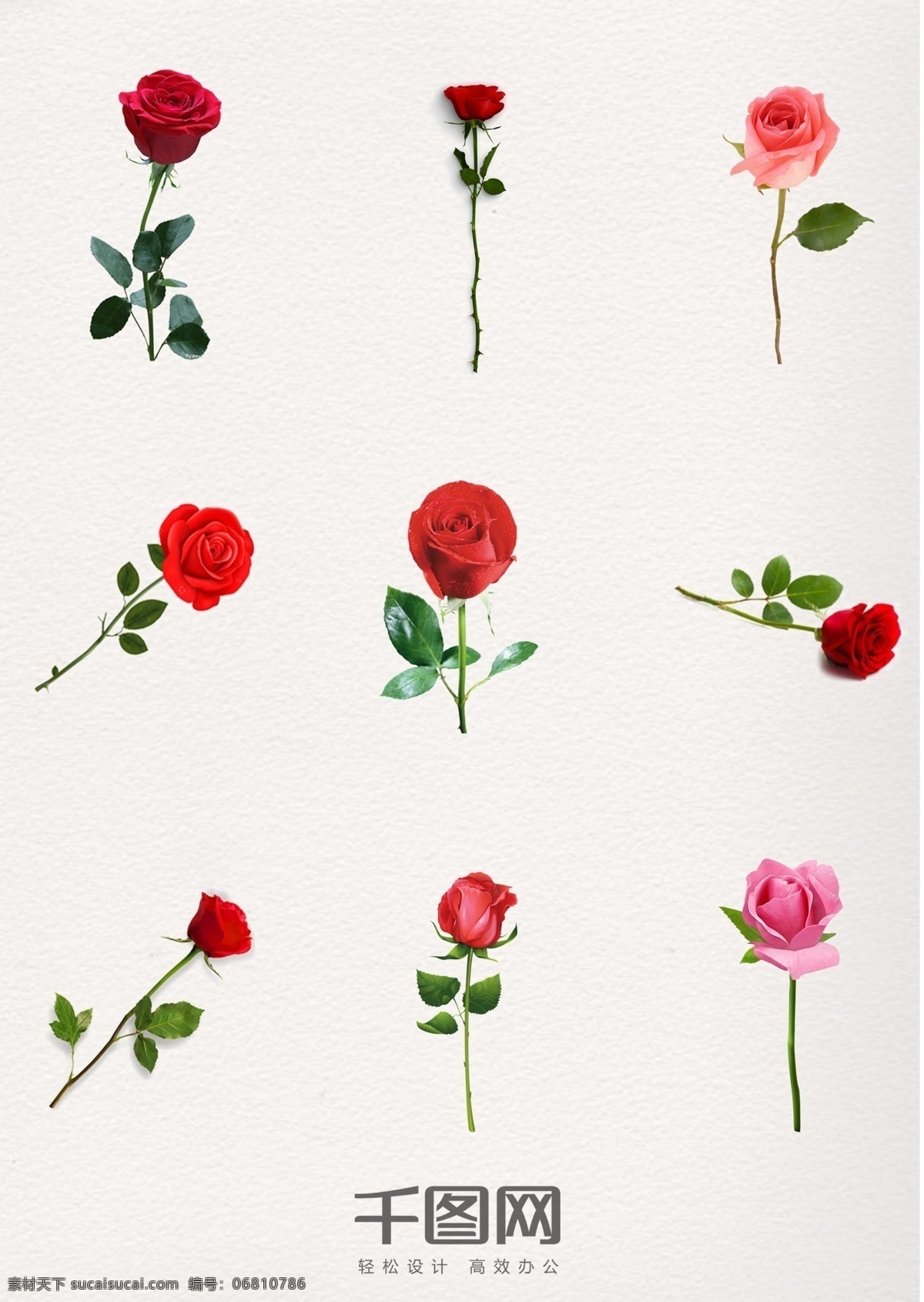 支 粉 玫瑰 红玫瑰 玫瑰花 粉玫瑰 装饰 红色 粉色 一只玫瑰 玫瑰花装饰 玫瑰花元素