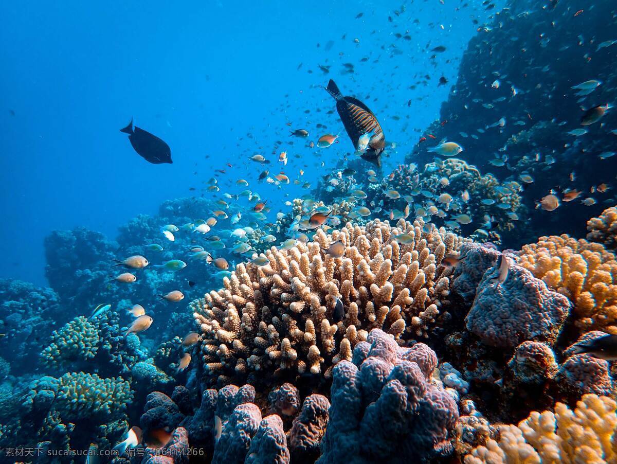 海底生物 鱼 鱼群 动物 水族 蓝色 海洋馆 水族馆 海洋生物 水下摄影 鱼类摄影 海底世界 生物世界 鱼类 梦幻海洋 梦幻海底世界