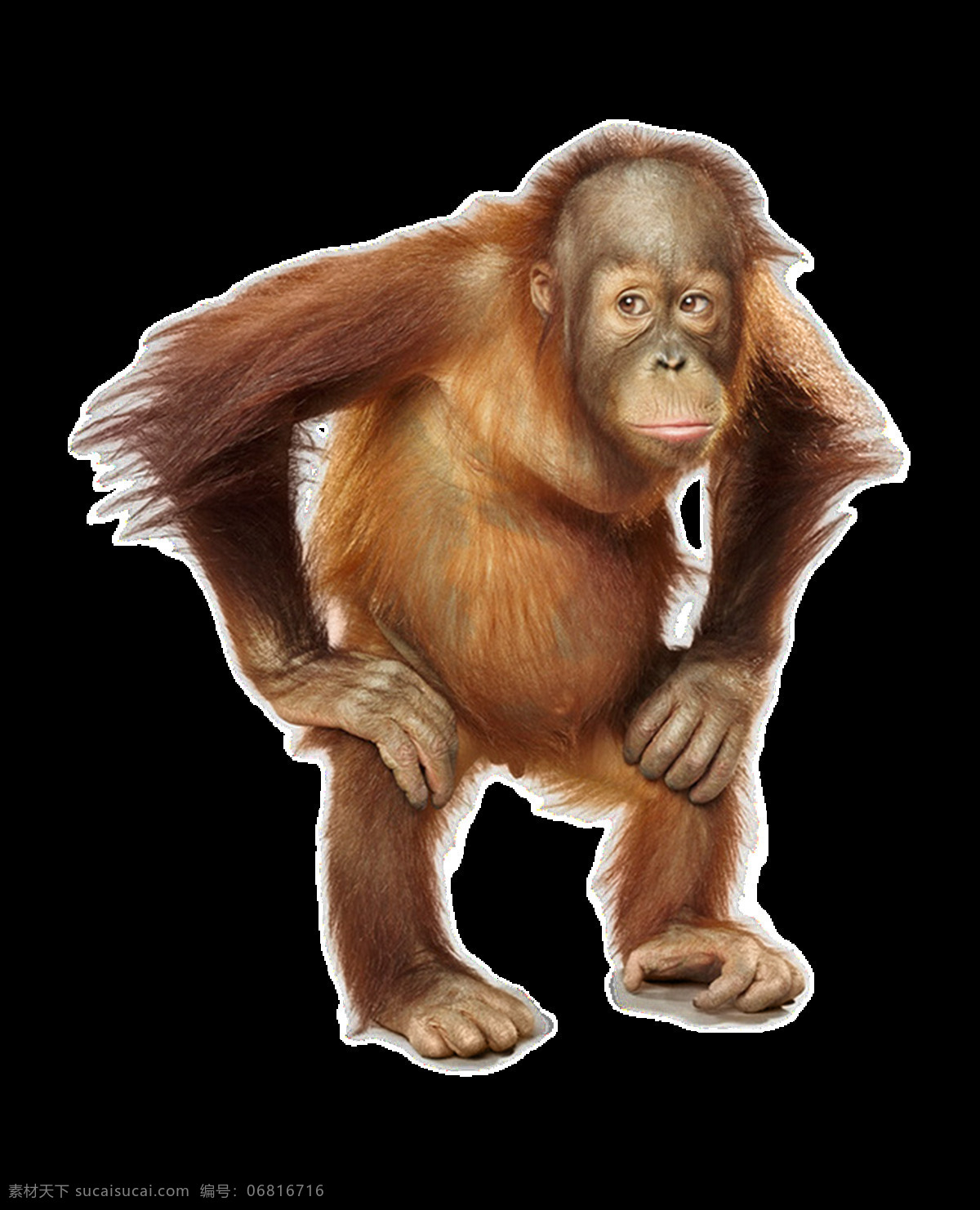 猴子图片 猴子 狒狒 猩猩 猴 猿猴 长臂猿 猕猴 大猩猩 png图 透明图 免扣图 透明背景 透明底 抠图 生物世界 野生动物