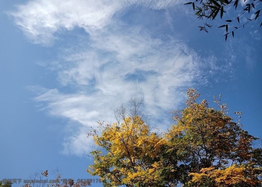 藍天背景圖片 背景 藍天 秋天 天空 樹 自然景觀 自然風(fēng)景