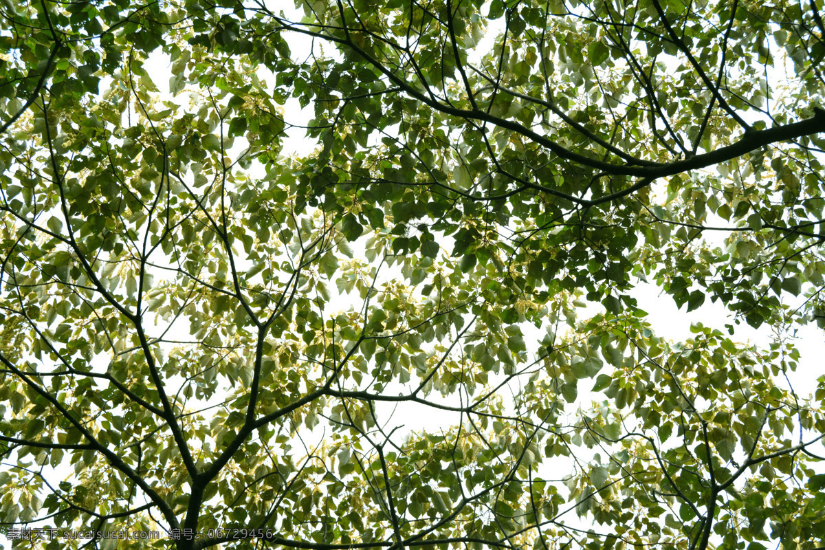 片片 绿叶 太阳 二树特写 森林 绿色 天空 特写 丛林 生物世界 树木树叶
