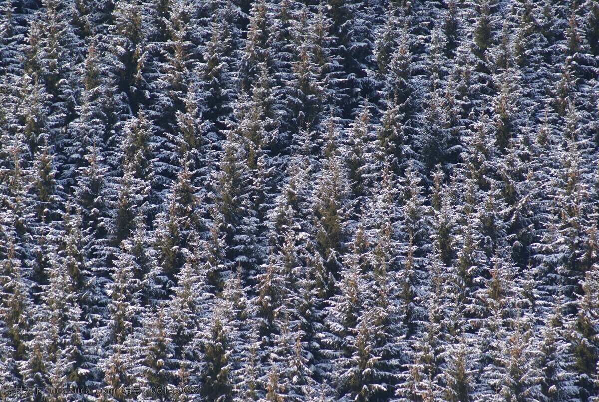 雪中的枝椏