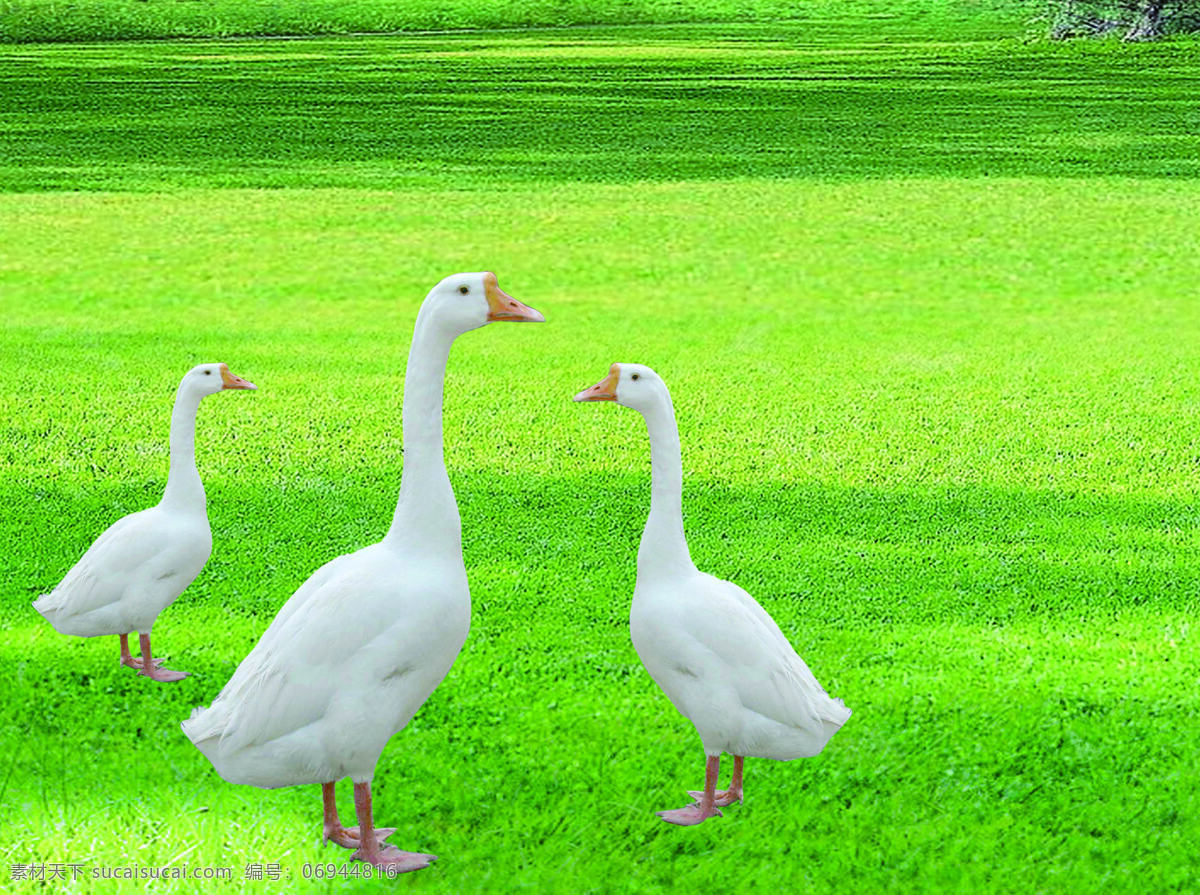 大鹅图片 大鹅 戏水鹅 水上鹅 白鹅 生物世界 家禽家畜