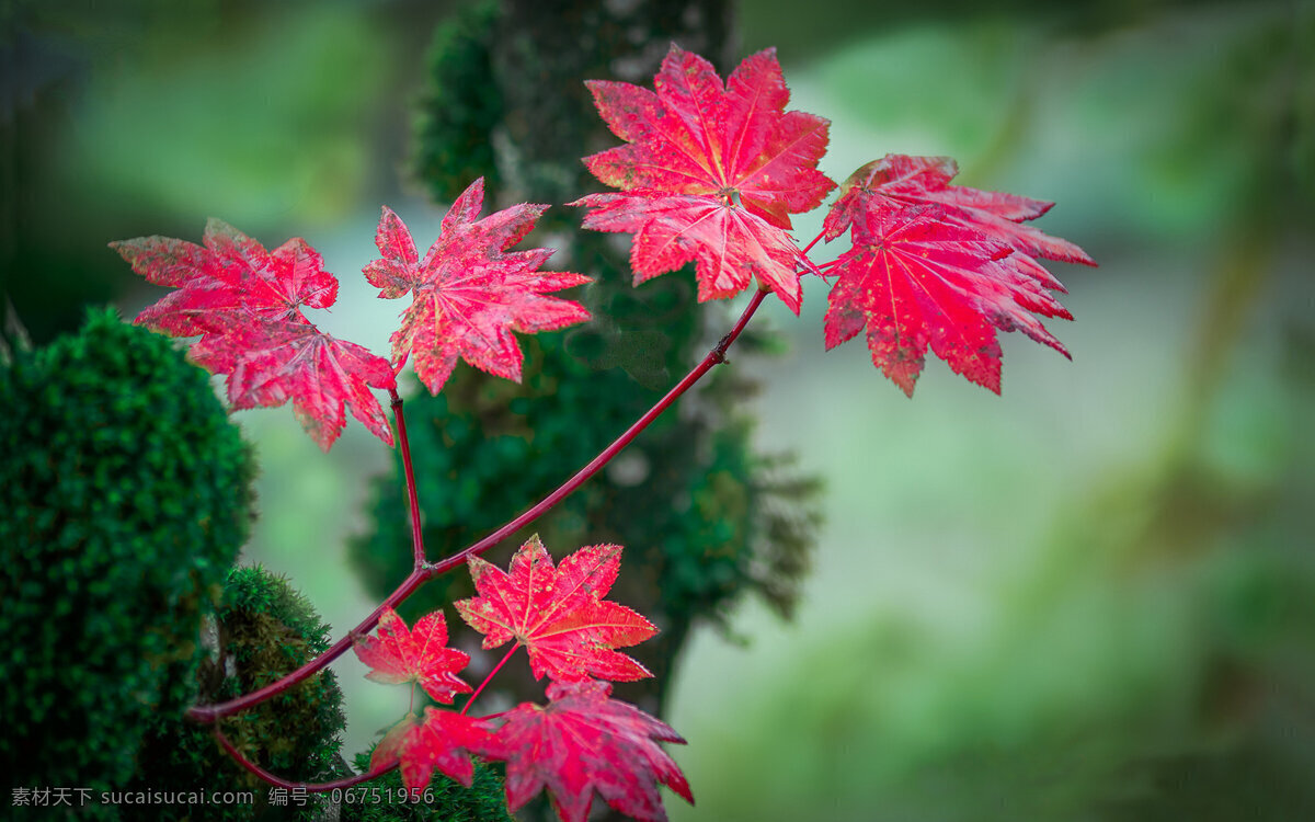高清 唯美 絢爛 紅葉 風(fēng)景 楓葉 樹(shù)葉 葉子 生物世界 樹(shù)木樹(shù)葉