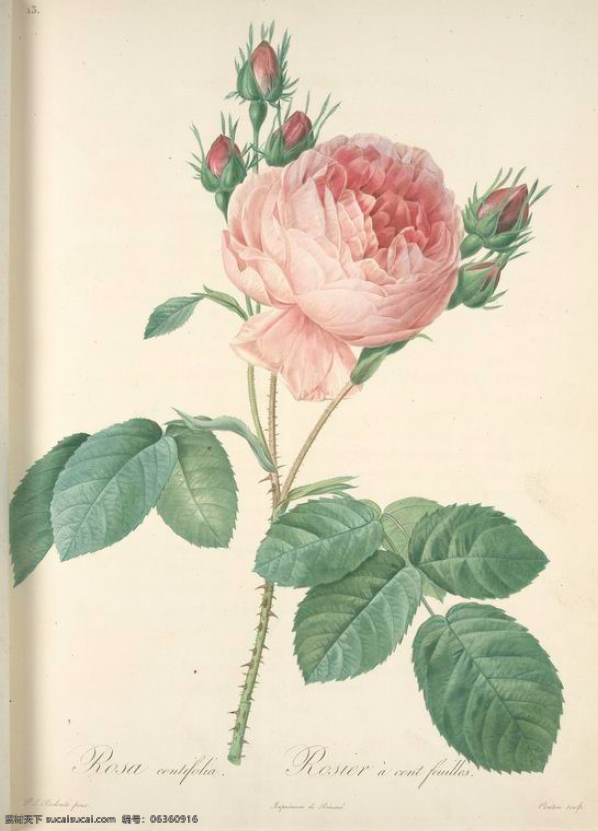 法国 经典 油画 花 玫瑰 大全 花卉 艺术名画 植物图 文化艺术