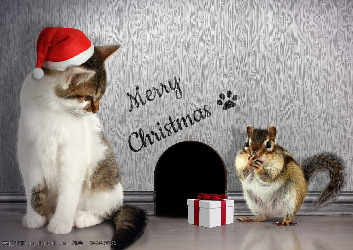 圣诞节 猫和老鼠 老鼠 礼物盒 可爱猫 宠物猫 小猫 猫咪 动物 动物世界 猫咪图片 生物世界