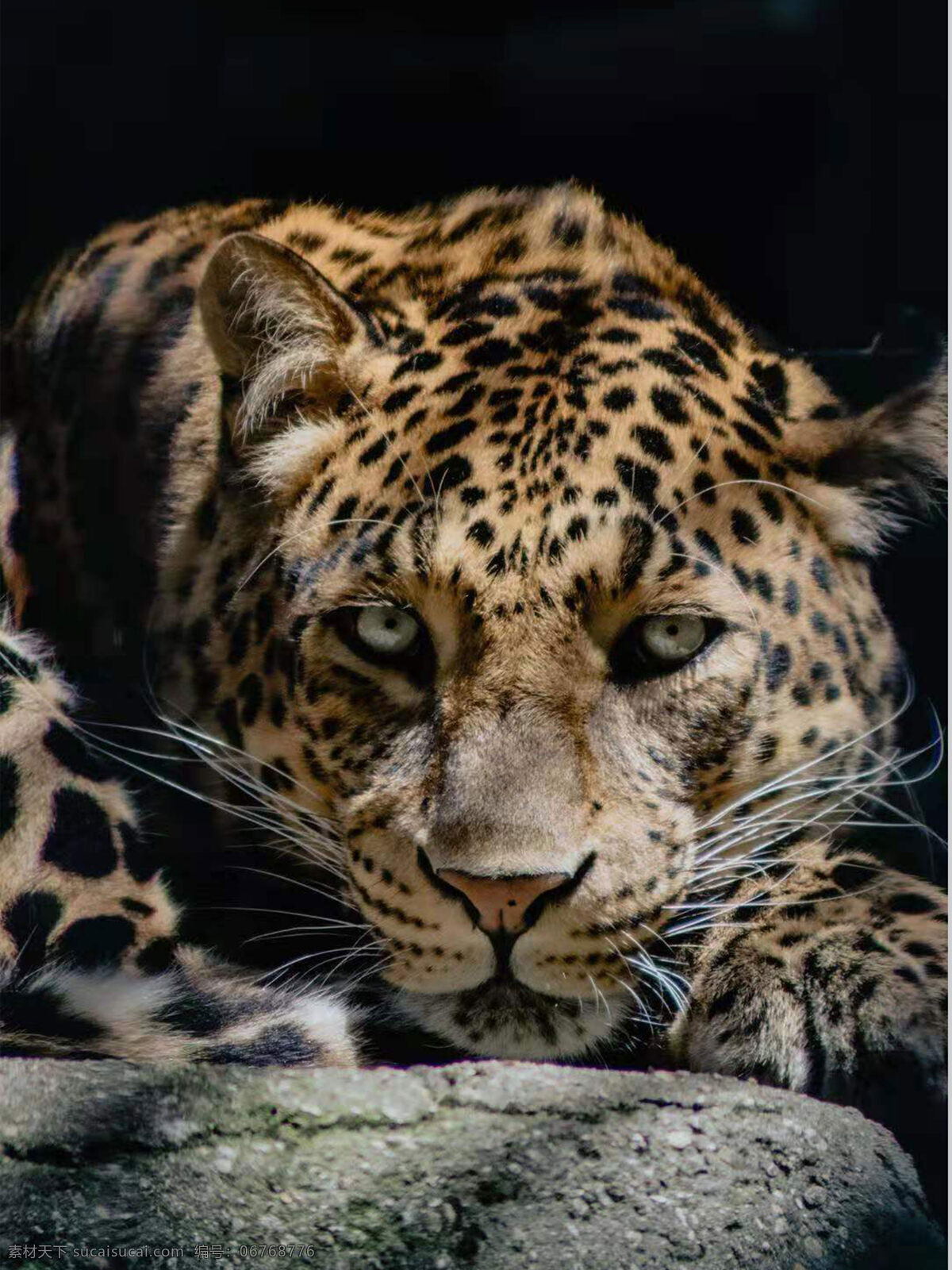 豹子图片 豹子 动物 野生 凶猛 生物世界 野生动物