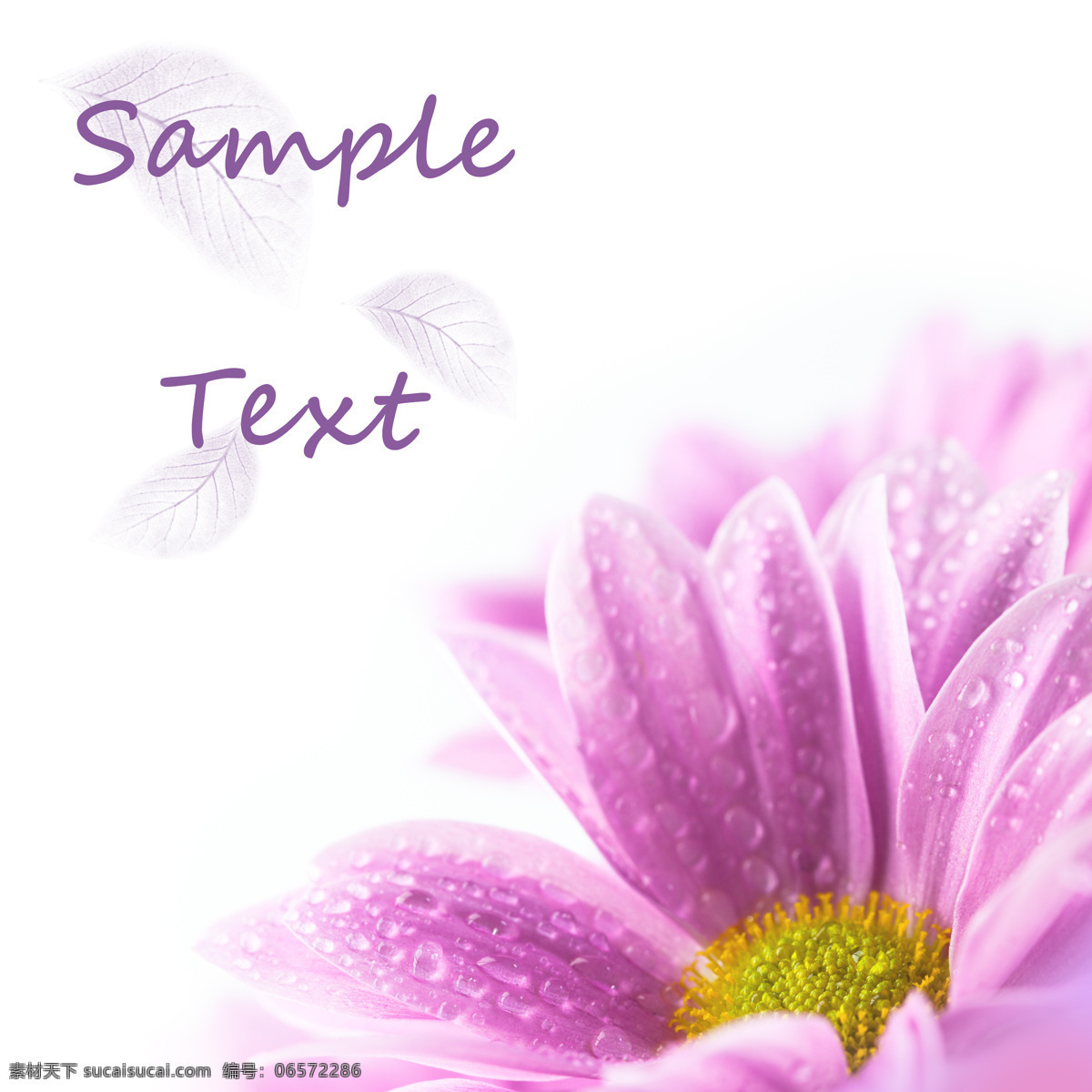 戴 水珠 紫色 鲜花 花朵 花卉 紫色花朵 英语字母 鲜花背景 花草树木 生物世界