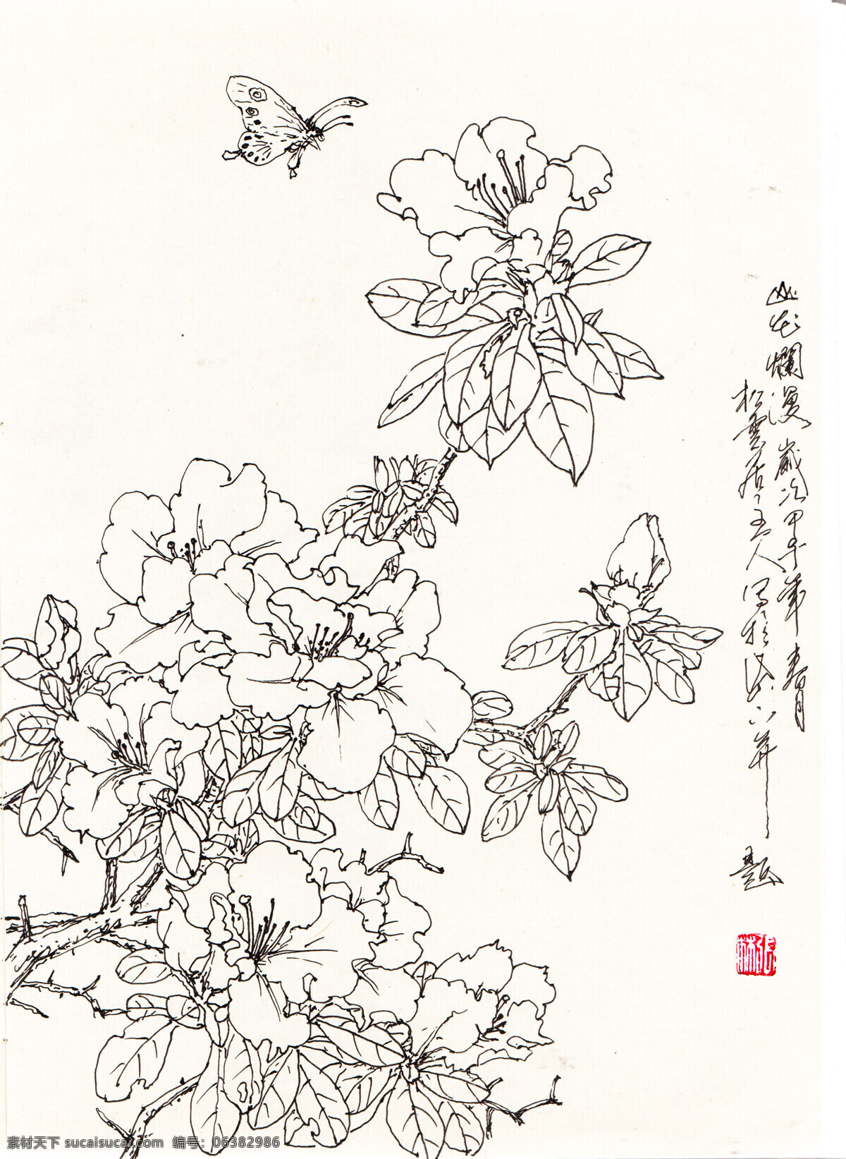 山花烂漫 杜鹃花 线描 白描 写生 花卉 国画花鸟 文化艺术 绘画书法